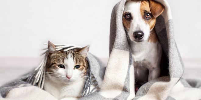 A Jack Russell Terrier with a white and tabby cat underneath a blanket