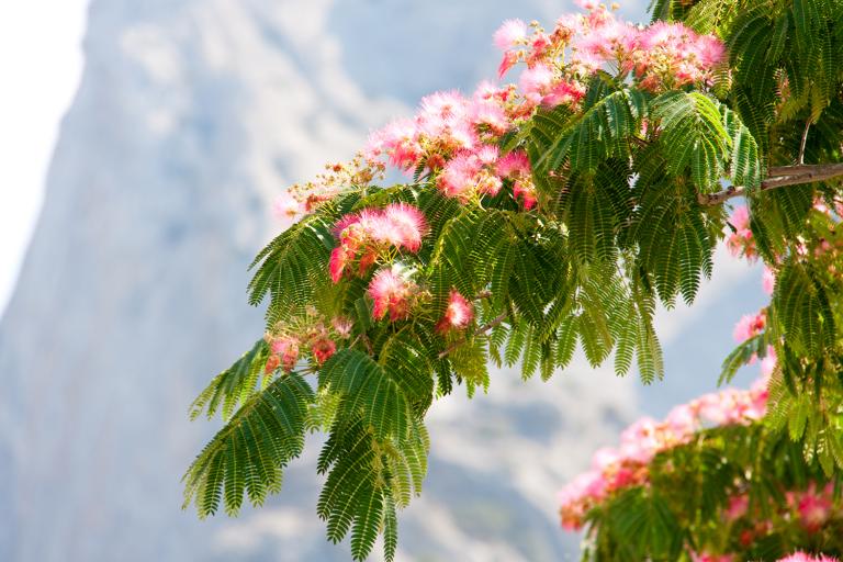 a persian silk tree in bloom